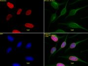 Histone H4K5ac antibody (pAb) tested by immunofluorescence.