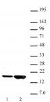 Histone H3K9ac antibody (pAb) tested by Western blot.