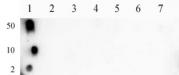Histone H3K9ac antibody (pAb) tested by dot blot analysis.