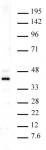Histone macroH2A1 antibody (pAb) tested by Western blot.