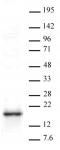 HMGA1 antibody (pAb) tested by Western blot.