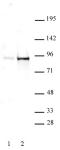 STAT5A/B phospho Tyr694/Tyr699 antibody (pAb) tested by Western blot.