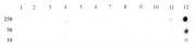 STAT5A/B phospho Tyr694/Tyr699 antibody (pAb) tested by dot blot analysis.