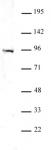 Uhrf1 antibody (pAb) tested by Western blot.