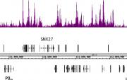 Histone H3K4me1 antibody (mAb) tested by ChIP-Seq.