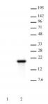 Histone H3S10ph antibody (mAb) tested by Western blot.