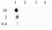 Histone H3S10ph antibody (mAb) tested by dot blot analysis.
