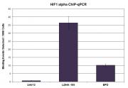 HIF-1 alpha antibody (pAb) tested by ChIP.