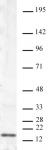 Histone H3K4me2 antibody (mAb) tested by Western blot.