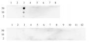 Histone H3K4me2 antibody (mAb) tested by dot blot analysis.
