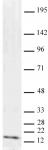 Histone H3K9me2 antibody (mAb) tested by Western blot.
