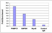 Histone H4K5ac antibody (pAb) tested by ChIP.