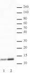 Histone H4K5ac antibody (pAb) tested by Western blot.