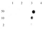 Histone H4R3me2a (asymmetric) antibody (pAb) tested by dot blot analysis.