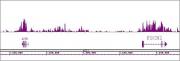 Histone H4K20me1 antibody (mAb) tested by ChIP-Seq.