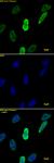 Histone H4K20me1 antibody (mAb) tested by immunofluorescence.