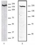 CHD1 antibody (pAb) tested by Western blot.