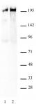 RNA pol II CTD phospho Ser5 antibody (pAb) tested by Western blot.
