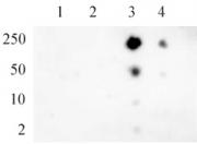 RNA pol II CTD phospho Ser5 antibody (pAb) tested by dot blot analysis.