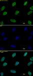 Histone H3K9me2 antibody (pAb) tested by immunofluorescence.