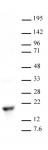 Histone H3K9me2 antibody (pAb) tested by Western blot.