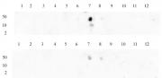 Histone H3K9me2 antibody (pAb) tested by dot blot analysis.