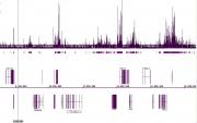 Histone H3K18ac antibody (pAb) tested by ChIP-chip.
