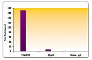 Histone H3K18ac antibody (pAb) tested by ChIP.