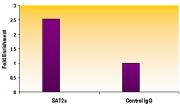Histone H3K9me3 antibody (pAb) tested by ChIP.
