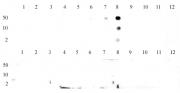 Histone H3K9me3 antibody (pAb) tested by dot blot analysis.