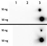 5-Hydroxymethylcytosine (5-hmC) antibody (pAb) tested by dot blot analysis.