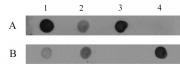 5-Hydroxymethylcytosine (5-hmC) antibody (pAb) tested by dot blot analysis.
