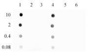 5-Hydroxymethylcytosine (5-hmC) antibody (pAb) tested by dot blot analysis.