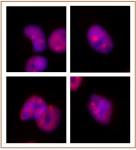 SMARCA2 / BRM antibody (mAb) tested by immunofluorescence.