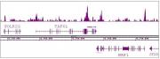 Oct-4 antibody (pAb) tested by ChIP-Seq.