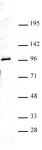 Ago4 antibody (pAb) tested by Western blot.