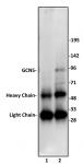 GCN5 antibody (pAb) tested by immunoprecipitation.