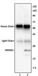 HMGN1 antibody (pAb) tested by immunoprecipitation.