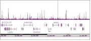 HNF-3α / FOXA1 antibody (mAb) tested by ChIP-Seq.