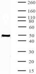 HNF-3α / FOXA1 antibody (mAb) tested by Western blot.
