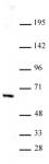 HDAC1 antibody (mAb) tested by Western blot.