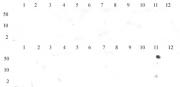Histone H3K36me2 antibody (pAb) tested by dot blot analysis.