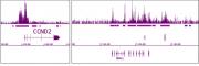 EZH2 antibody (pAb) tested by ChIP-Seq.