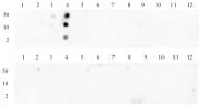 Histone H3K4me3 antibody (pAb) tested by dot blot analysis.