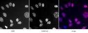 Histone H3K4me3 antibody (pAb) tested by immunofluorescence.