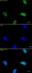Histone H3K9ac antibody (pAb) tested by immunofluorescence.