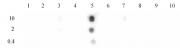 Histone H3K9ac antibody (pAb) tested by dot blot analysis.