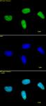 Histone H3K27me2 antibody (pAb) tested by immunofluorescence.