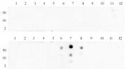 Histone H3K27me2 antibody (pAb) tested by dot blot analysis.