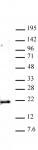Histone H3K79me1 antibody (pAb) tested by Western blot.